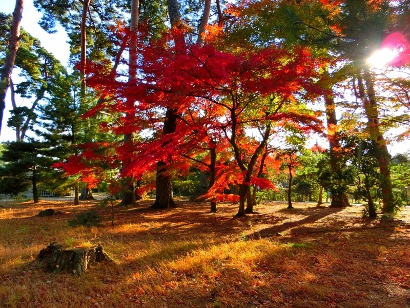 須賀川牡丹園は紅葉が絶好調 前編 福島県須賀川市 963 77 須賀川牡丹園は紅葉が絶好調 前編 福島県須賀川市 963 77
