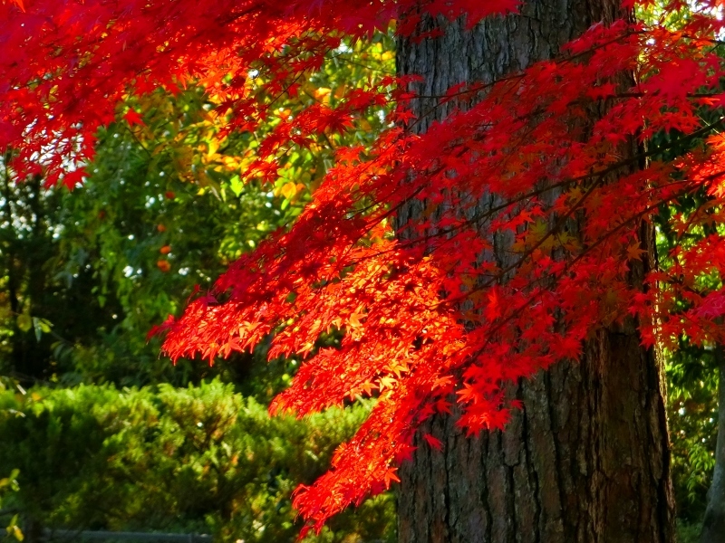 須賀川牡丹園は紅葉が絶好調 前編 福島県須賀川市 963 77 須賀川牡丹園は紅葉が絶好調 前編 福島県須賀川市 963 77
