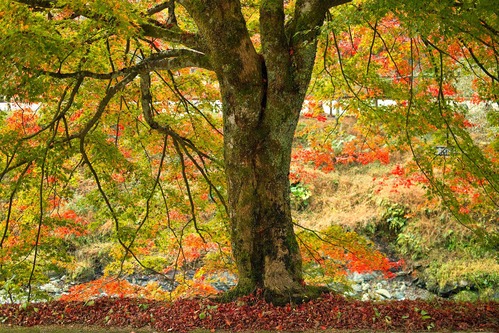 適度なおしめりは、美をつくる・・・久多の紅葉と「さるごろし」_d0005250_17435535.jpg