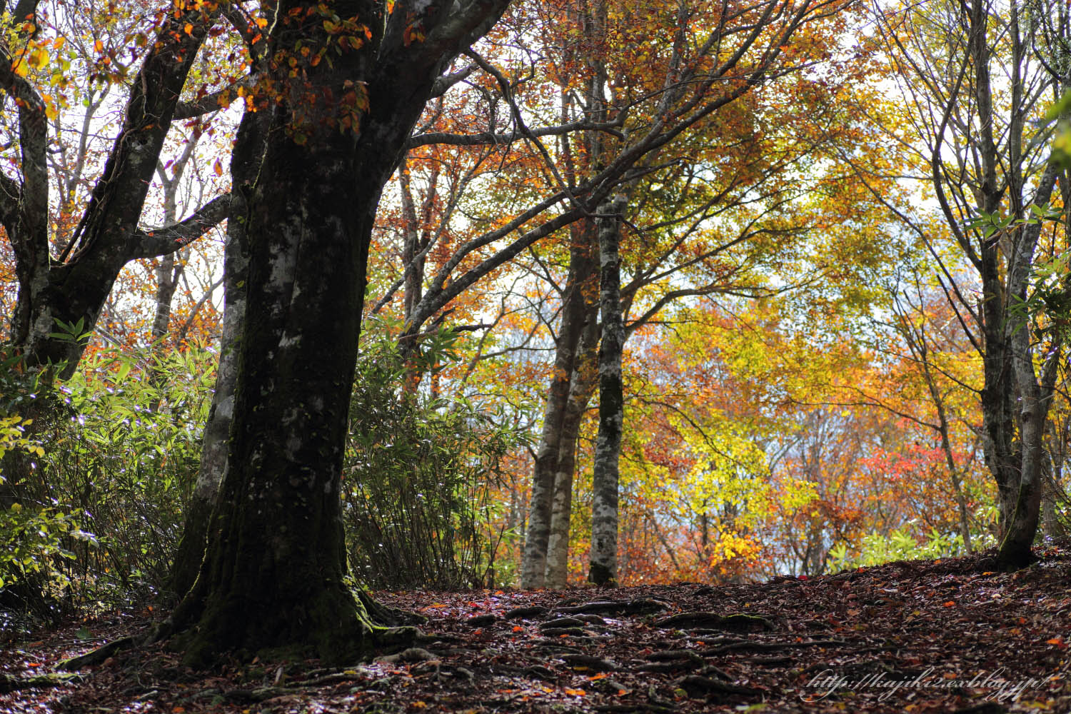 岡山県立森林公園　2015 秋 ⑧_a0184859_20335749.jpg