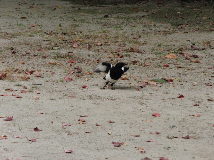 カササギは佐賀の県鳥・１７_c0065260_2005669.jpg