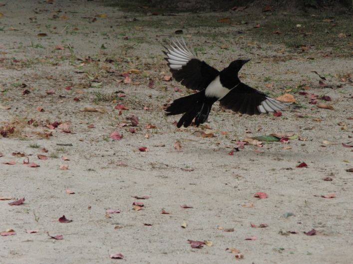 カササギは佐賀の県鳥・１７_c0065260_2012076.jpg