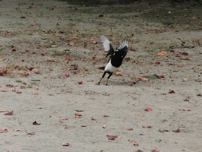 カササギは佐賀の県鳥・１７_c0065260_201499.jpg