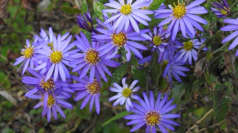 a0016161_21015360.jpg