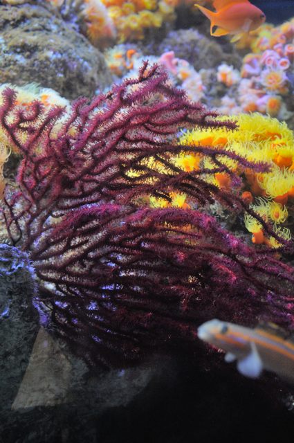 相模湾ゾーンのお花畑＋2 : 蜜蜂的写真日記