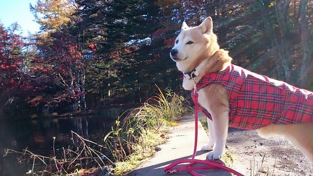 のんびりゆったり雲場池♪_b0274270_11225055.jpg