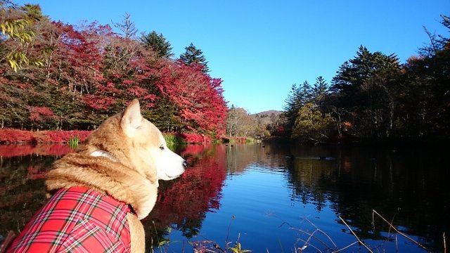 のんびりゆったり雲場池♪_b0274270_11232887.jpg