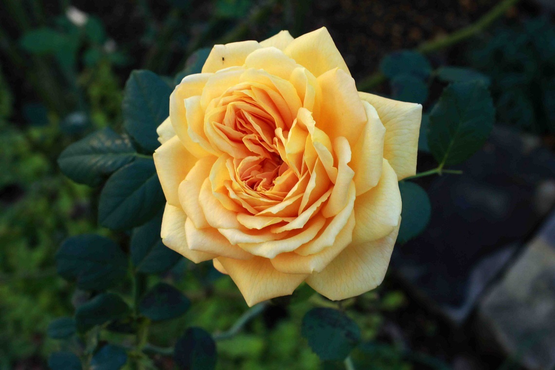 秋薔薇 ~ゴールデンセレブレーション、ザ・ウエッジィウッド~_a0107574_17371694.jpg
