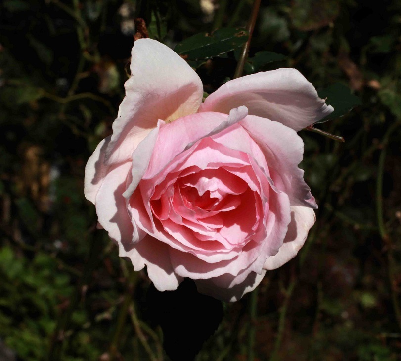 秋薔薇 ~ゴールデンセレブレーション、ザ・ウエッジィウッド~_a0107574_17372293.jpg
