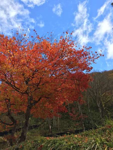 紅葉の奥飛騨ドライブ旅・新穂高ロープウェイと中崎山荘の美しく青きにごり湯_c0180581_16212086.jpg