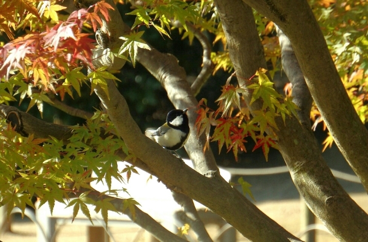 2015年11月4日撮影(ｼｼﾞｭｳｶﾗ)_e0357387_20350967.jpg