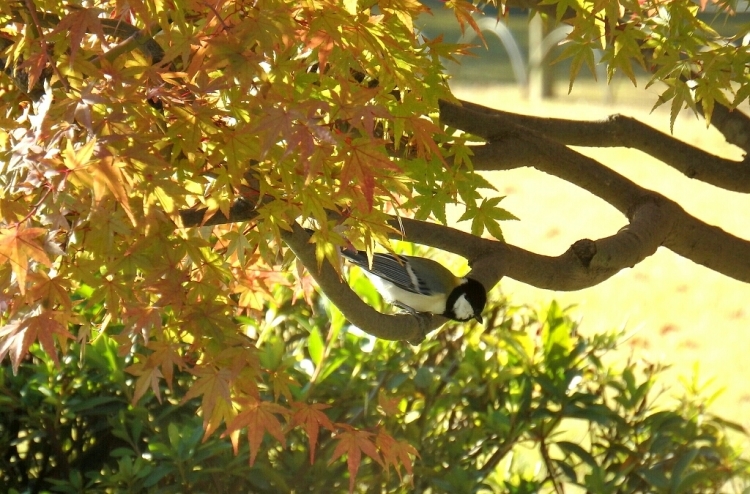 2015年11月4日撮影(ｼｼﾞｭｳｶﾗ)_e0357387_20352331.jpg