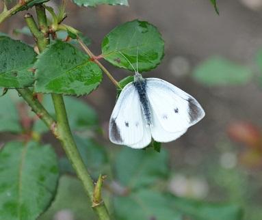 a0143388_13152360.jpg