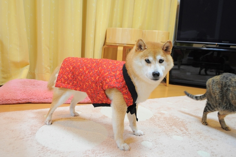 お誕生日プレゼント2_a0126590_22171373.jpg