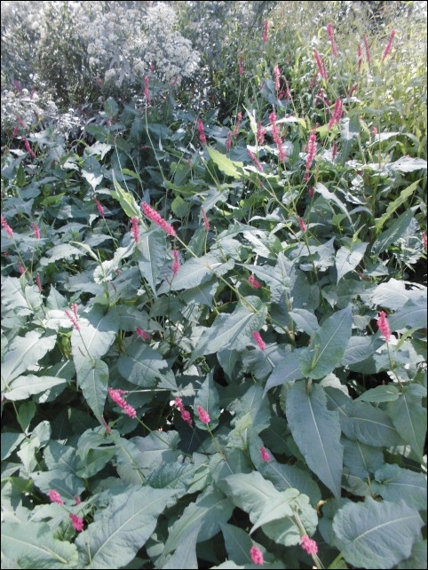 ペルシカリアブラックフィールドと高山植物 Natural Gardening