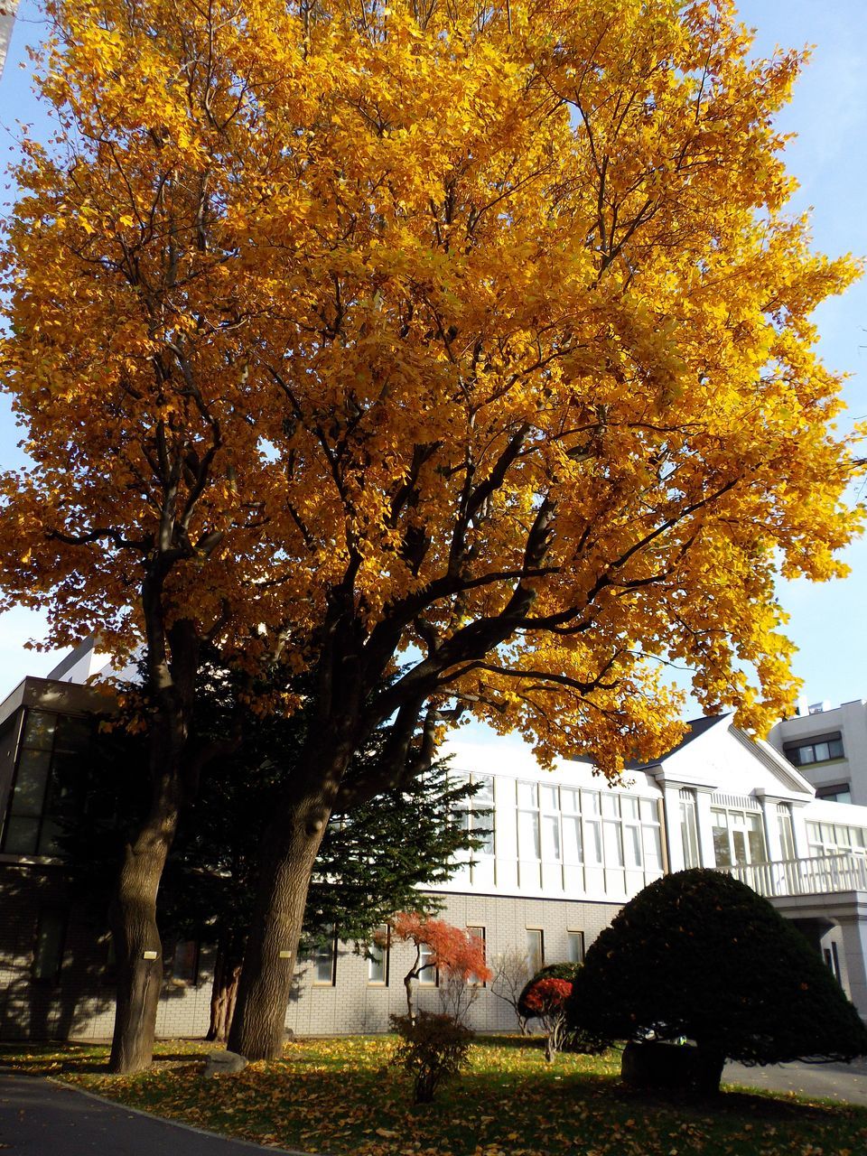 医学部前のユリノキ_c0025115_19203893.jpg