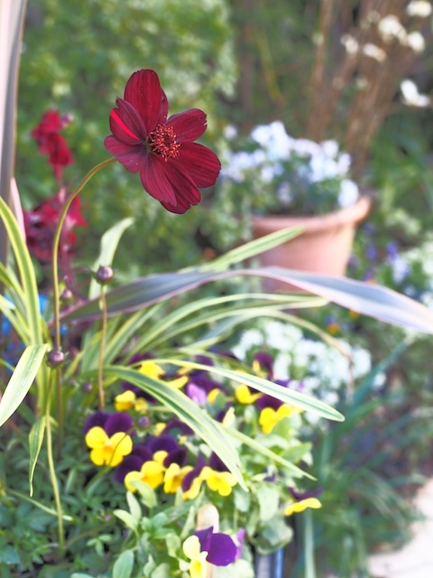 黒いコスモス Happy Homes Gardens