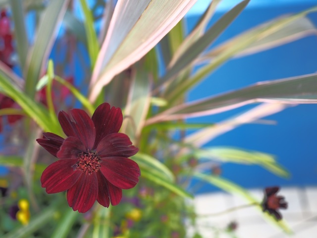 黒いコスモス Happy Homes Gardens