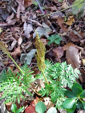 c0204725_13521384.jpg
