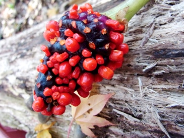 c0204725_13573721.jpg