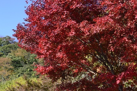 温泉・紅葉・湖・富士山_e0307335_20583906.jpg