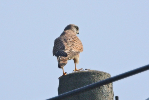 比企丘陵のチョウゲンボウ Common Kestrel_f0206939_2222512.jpg