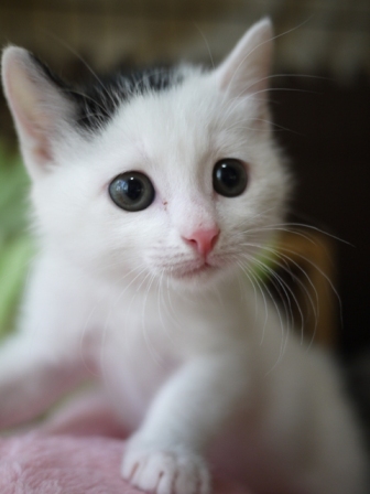 猫のお留守番 ふくちゃんたらくん編。_a0143140_19225498.jpg