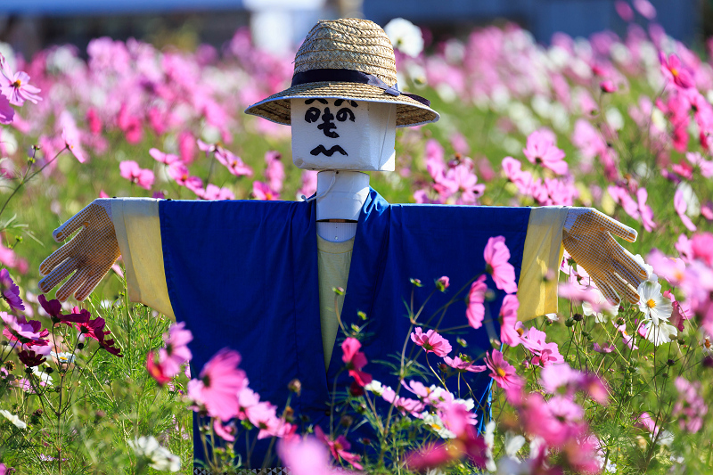 ユニークな案山子たち 京都丹波亀岡夢コスモス園 花景色 K W C Photoblog ユニークな案山子たち 京都丹波亀岡夢コスモス園 花景色 K W C Photoblog