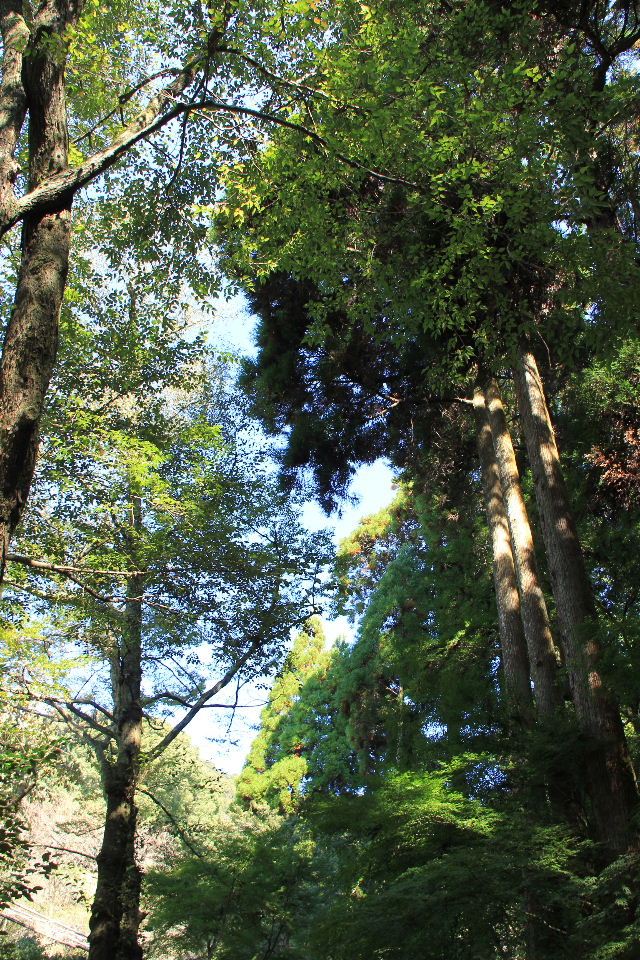 みやま市の清水寺本坊庭園と三重の塔へドライブ_c0011649_0234325.jpg