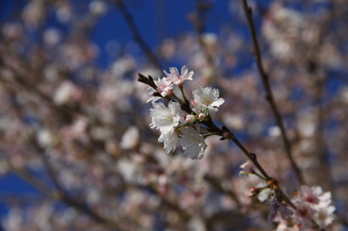 秋に桜満開_a0335853_07003434.jpg