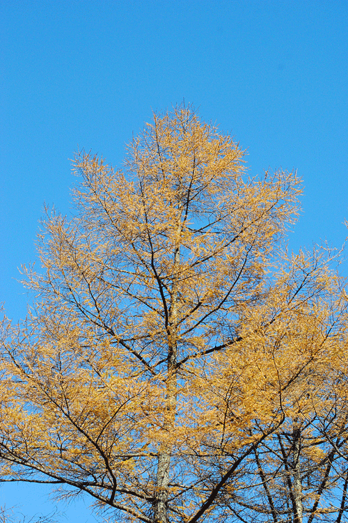 a0001354_22592664.gif