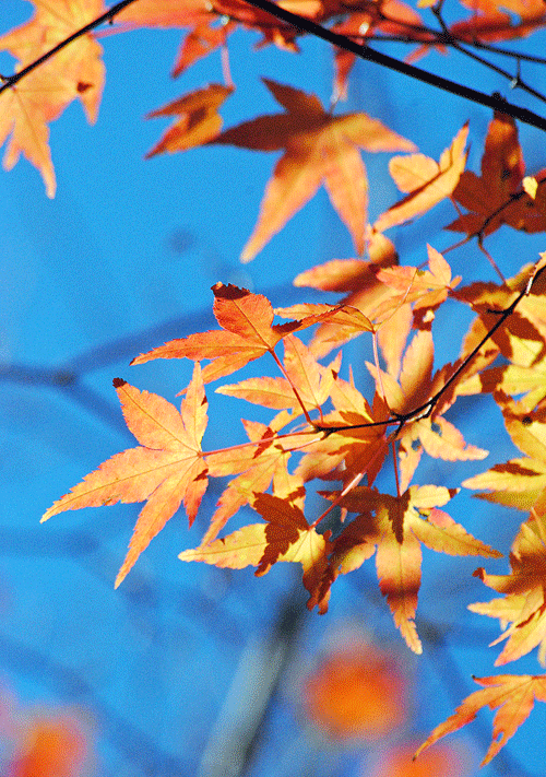 a0001354_2305018.gif