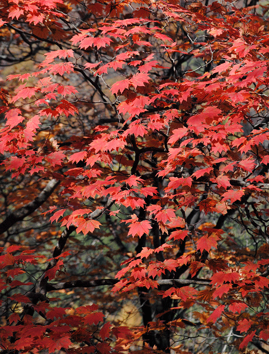 a0001354_2384088.gif