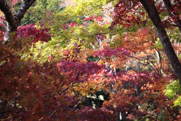 11月1日　函館公園の紅葉　１_b0250154_20281239.jpg