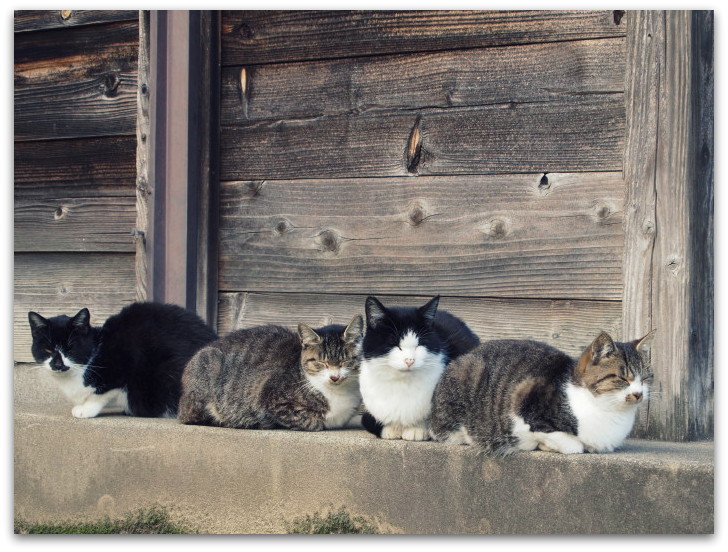 かやぶき集落の里の猫たち 「ぽかぽか猫だまり～」_a0317955_19573198.jpg