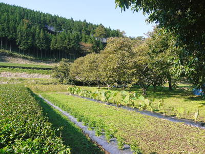 平成30年度『水源キウイ』の予約受付を開始!完全無農薬・無化学肥料の国産キウイの収穫始めました!_a0254656_1837723.jpg