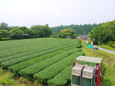 平成30年度『水源キウイ』の予約受付を開始!完全無農薬・無化学肥料の国産キウイの収穫始めました!_a0254656_18393140.jpg