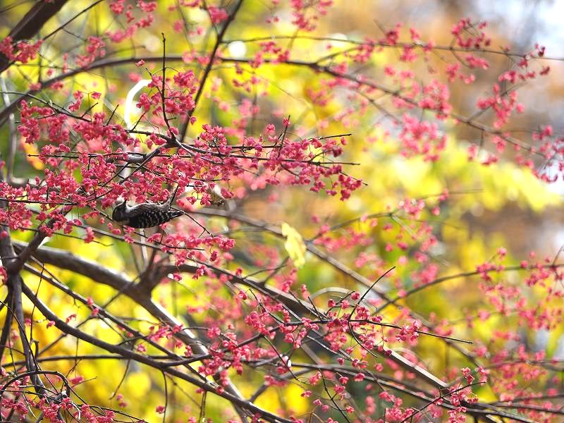 マユミ 真弓 の実を食べる鳥さん 禁煙中の 花鳥風月 友 マユミ 真弓 の実を食べる鳥さん 禁煙中の 花鳥風月 友