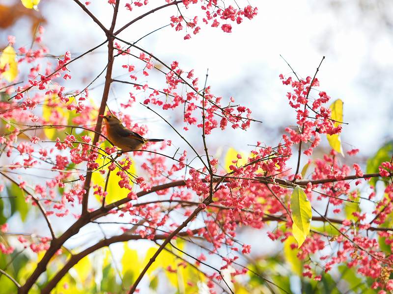 マユミ 真弓 の実を食べる鳥さん 禁煙中の 花鳥風月 友 マユミ 真弓 の実を食べる鳥さん 禁煙中の 花鳥風月 友