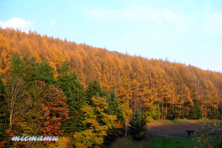 カラマツの紅葉～11月美瑛_d0340565_20375005.jpg