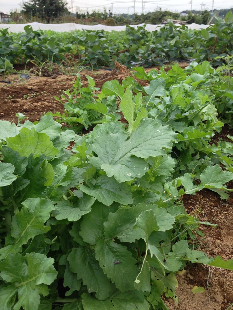 植野さんの農園へ_c0310571_08493356.jpg