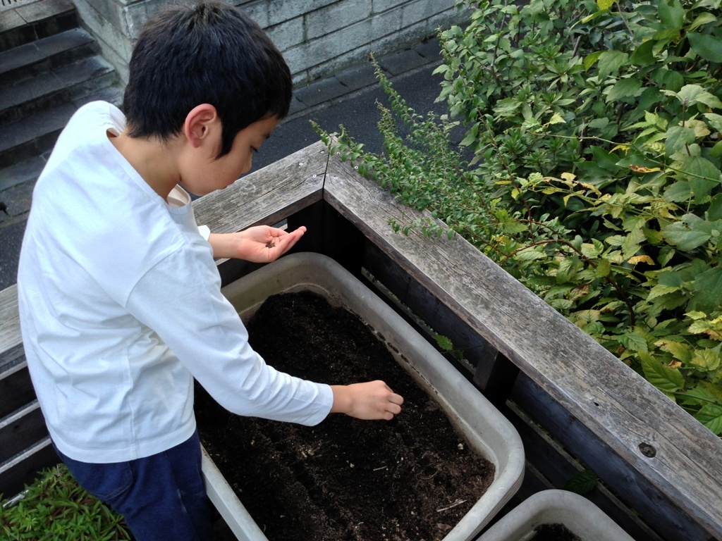 冬野菜植え付け_c0310571_09013925.jpg