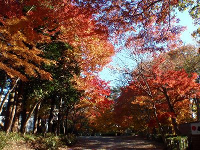 天鏡閣のもみじは優しさ色_a0096989_2045460.jpg