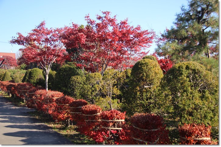 平岡樹芸センター（１１・４）_f0146493_16485792.jpg