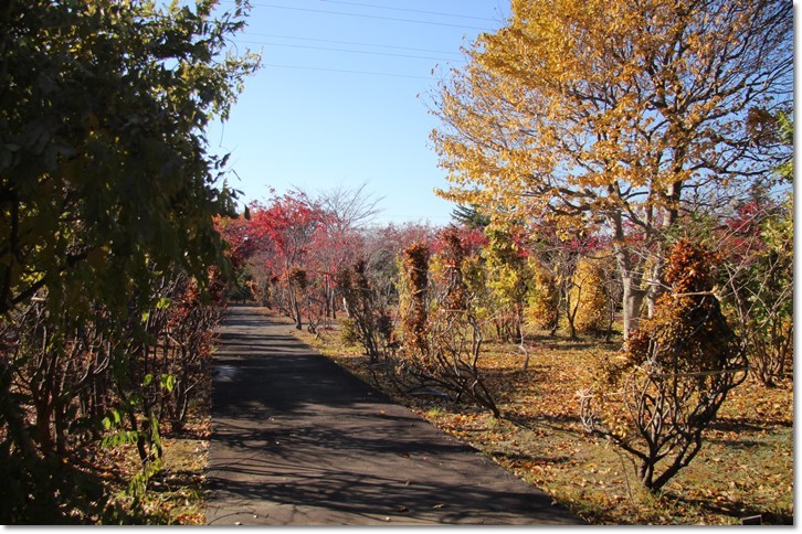 平岡樹芸センター（１１・４）_f0146493_16491172.jpg