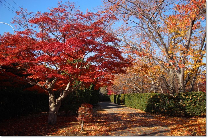 平岡樹芸センター（１１・４）_f0146493_16504484.jpg