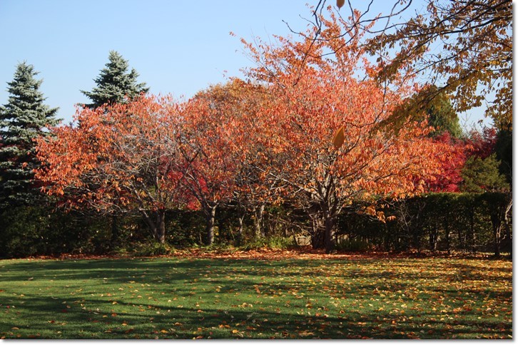 平岡樹芸センター（１１・４）_f0146493_16505501.jpg