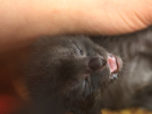 裏のイチョウの木も。。。_c0140599_12125443.jpg