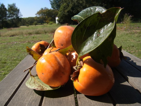 c0176802_12364958.jpg