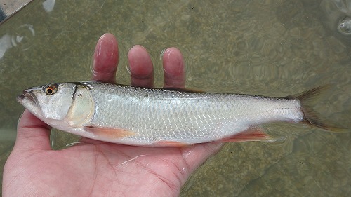 【ご報告】外来魚駆除釣り大会・秋_a0263106_1139541.jpg